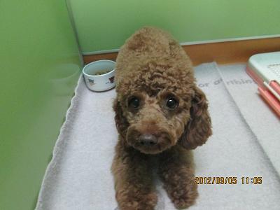 ファイル 4806-1.jpg