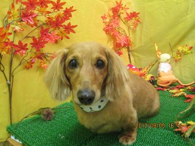 ファイル 4810-1.jpg