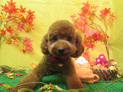 ファイル 4814-1.jpg