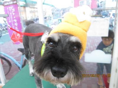 ファイル 4817-1.jpg