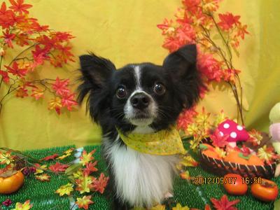 ファイル 4818-2.jpg