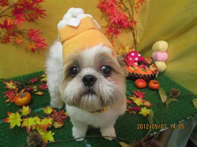 ファイル 4821-1.jpg