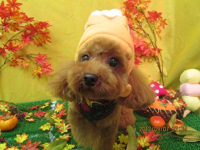 ファイル 4823-1.jpg