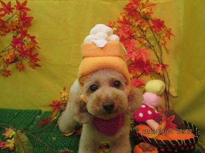 ファイル 4825-1.jpg