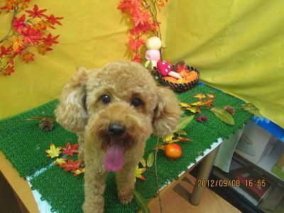 ファイル 4827-2.jpg