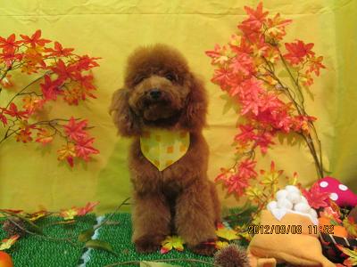 ファイル 4828-2.jpg