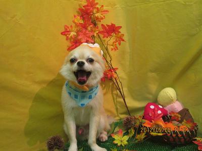 ファイル 4829-1.jpg