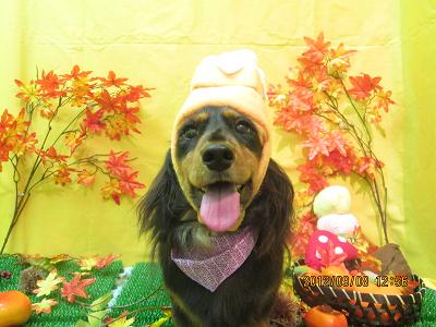 ファイル 4832-1.jpg