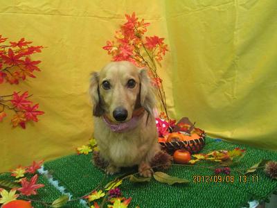 ファイル 4833-1.jpg