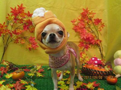 ファイル 4834-1.jpg