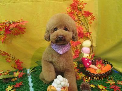 ファイル 4838-1.jpg