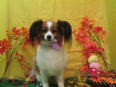 ファイル 4840-2.jpg