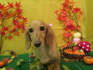 ファイル 4841-2.jpg