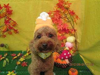 ファイル 4842-1.jpg