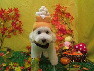 ファイル 4843-1.jpg