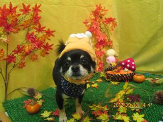 ファイル 4845-1.jpg