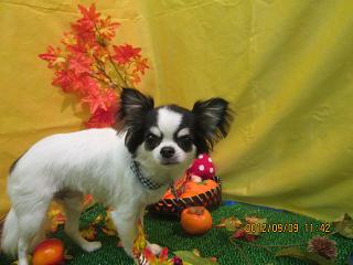 ファイル 4846-2.jpg