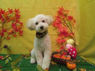 ファイル 4847-1.jpg