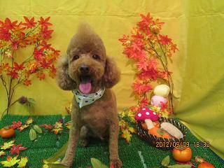 ファイル 4848-1.jpg