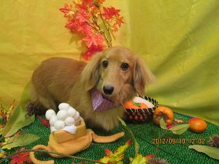 ファイル 4850-1.jpg