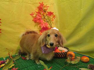 ファイル 4850-2.jpg