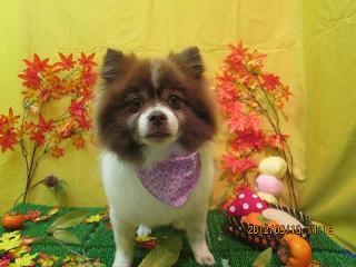 ファイル 4851-2.jpg