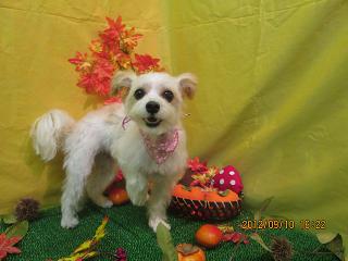 ファイル 4852-2.jpg