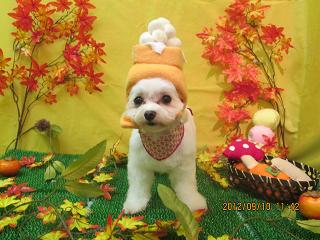 ファイル 4853-1.jpg