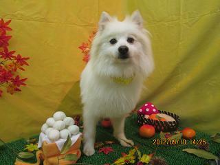 ファイル 4854-1.jpg