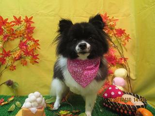 ファイル 4855-2.jpg