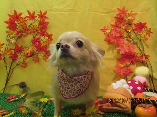 ファイル 4856-1.jpg