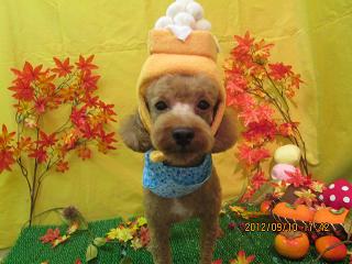 ファイル 4857-1.jpg