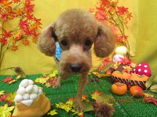 ファイル 4857-2.jpg