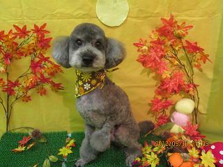 ファイル 4858-1.jpg