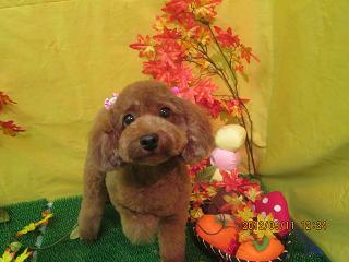 ファイル 4859-1.jpg