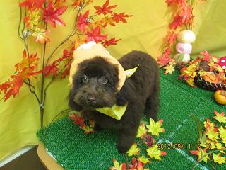 ファイル 4860-1.jpg