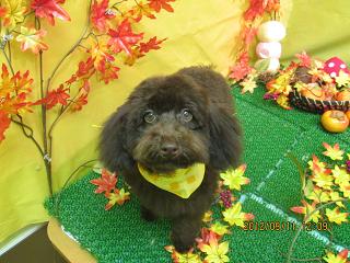 ファイル 4860-2.jpg