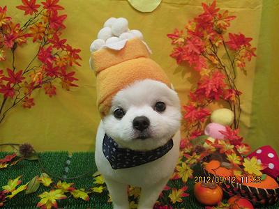 ファイル 4863-1.jpg