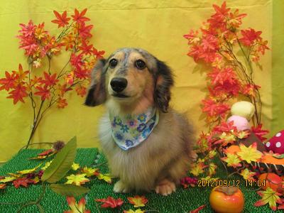 ファイル 4865-2.jpg