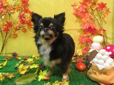 ファイル 4878-1.jpg