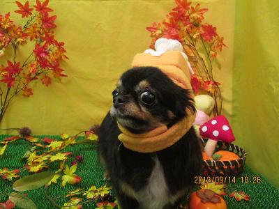 ファイル 4878-2.jpg