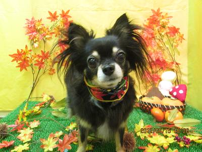 ファイル 4880-1.jpg