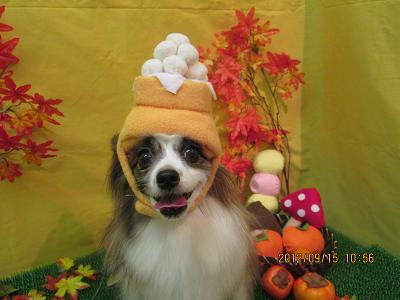 ファイル 4882-1.jpg