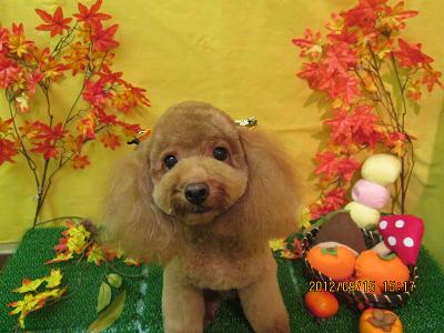 ファイル 4883-2.jpg