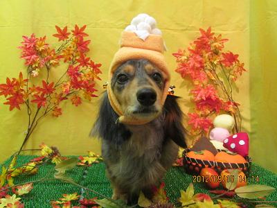 ファイル 4884-1.jpg