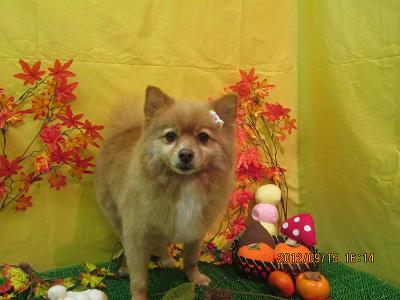 ファイル 4886-1.jpg