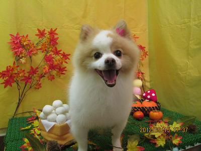 ファイル 4887-1.jpg