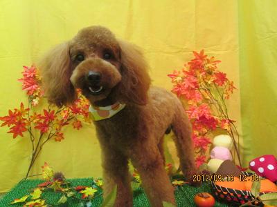 ファイル 4888-1.jpg