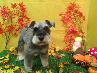 ファイル 4890-1.jpg