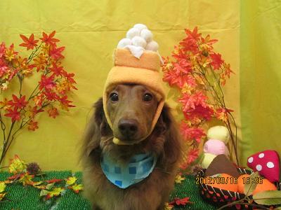 ファイル 4891-1.jpg